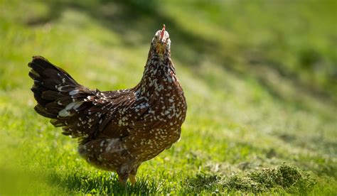 swedish chicks|Swedish Flower Hen Breed Profile .